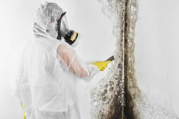 Best Mold Removal Process  in Elkhart, KS