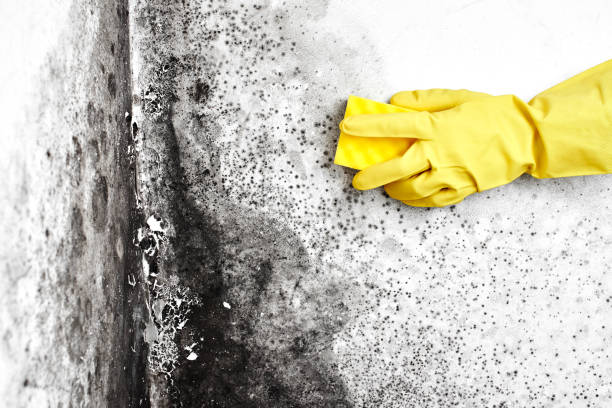 Best Toxic Mold Removal  in Elkhart, KS
