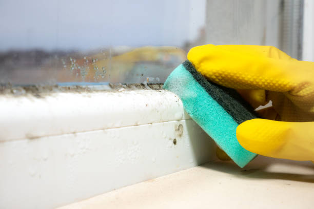 Best Best Mold Removal Companies  in Elkhart, KS