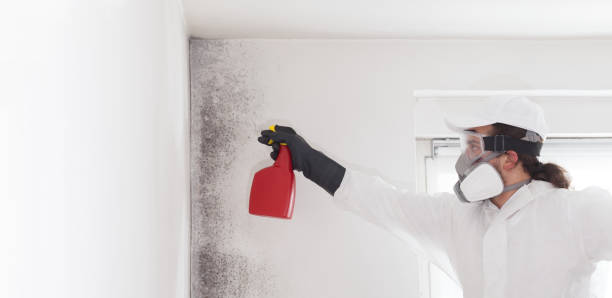 Best Mold Removal and Inspection  in Elkhart, KS