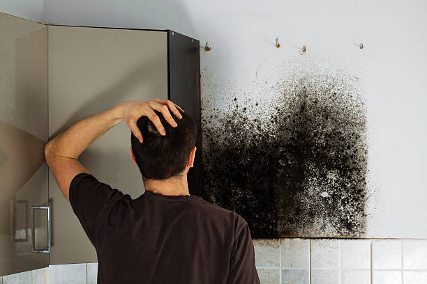 Mold Removal and Inspection in Elkhart, KS