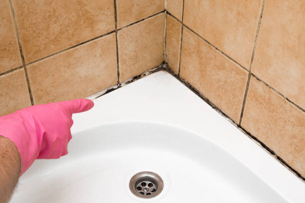 Best Local Mold Removal Service  in Elkhart, KS