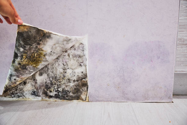 Professional Mold Removal in Elkhart, KS
